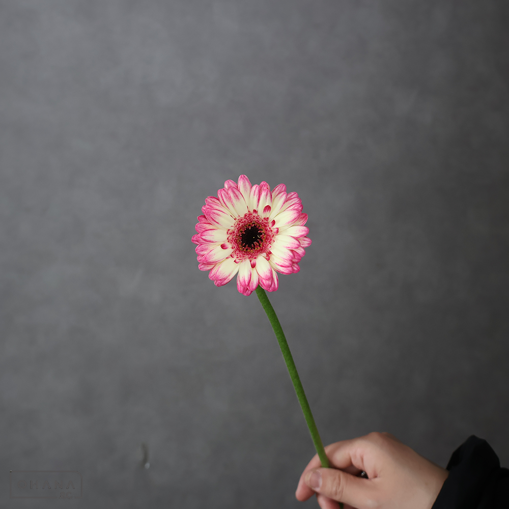 ガーベラ　クリオーザ　特級