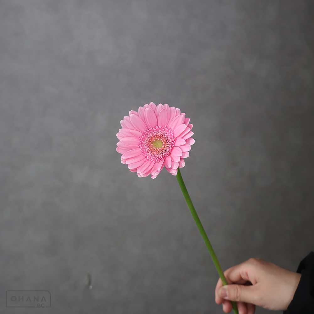 ガーベラ　キムシ－ ※15本束　特級