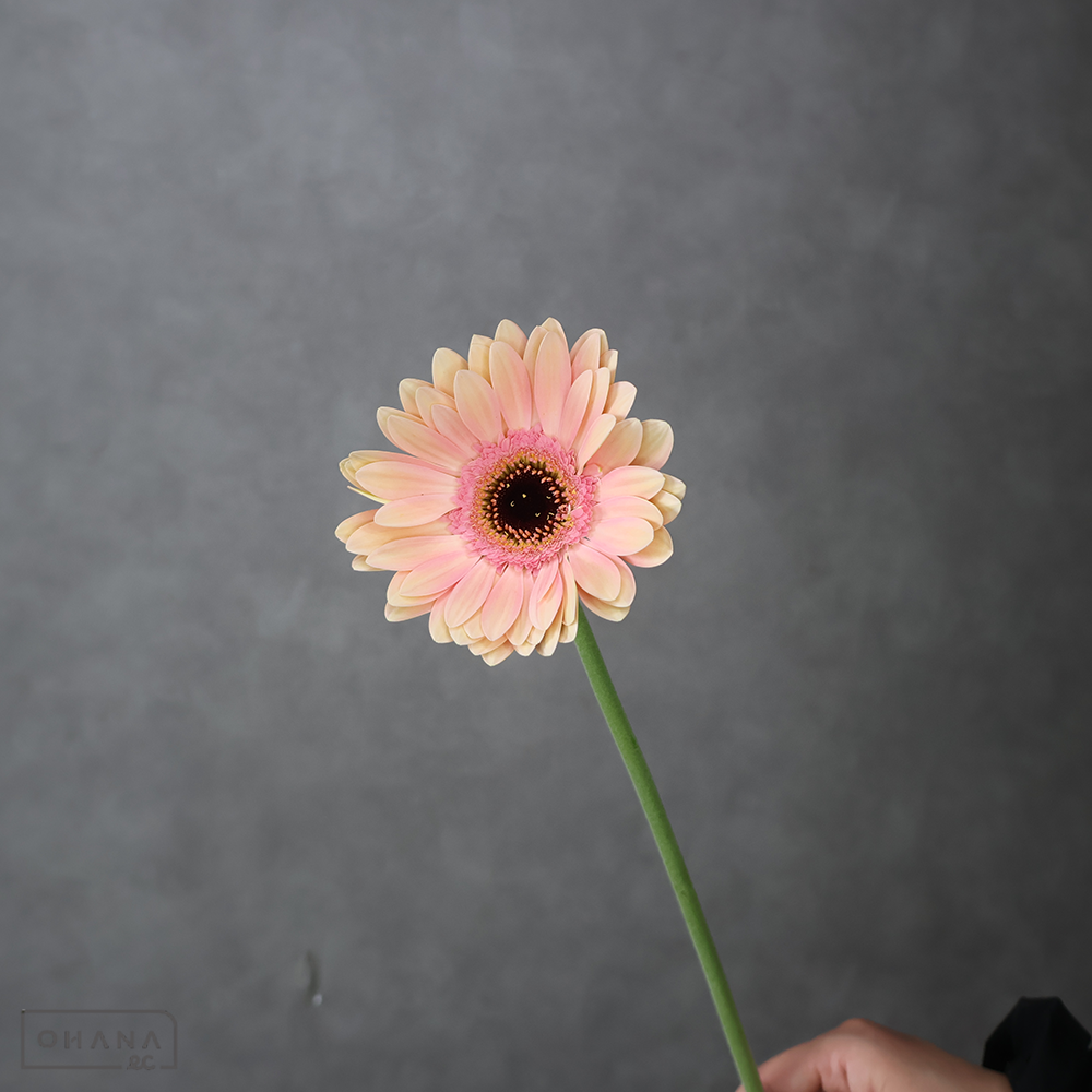 ガーベラ　アライアンス ※5本束　特級 (大輪）