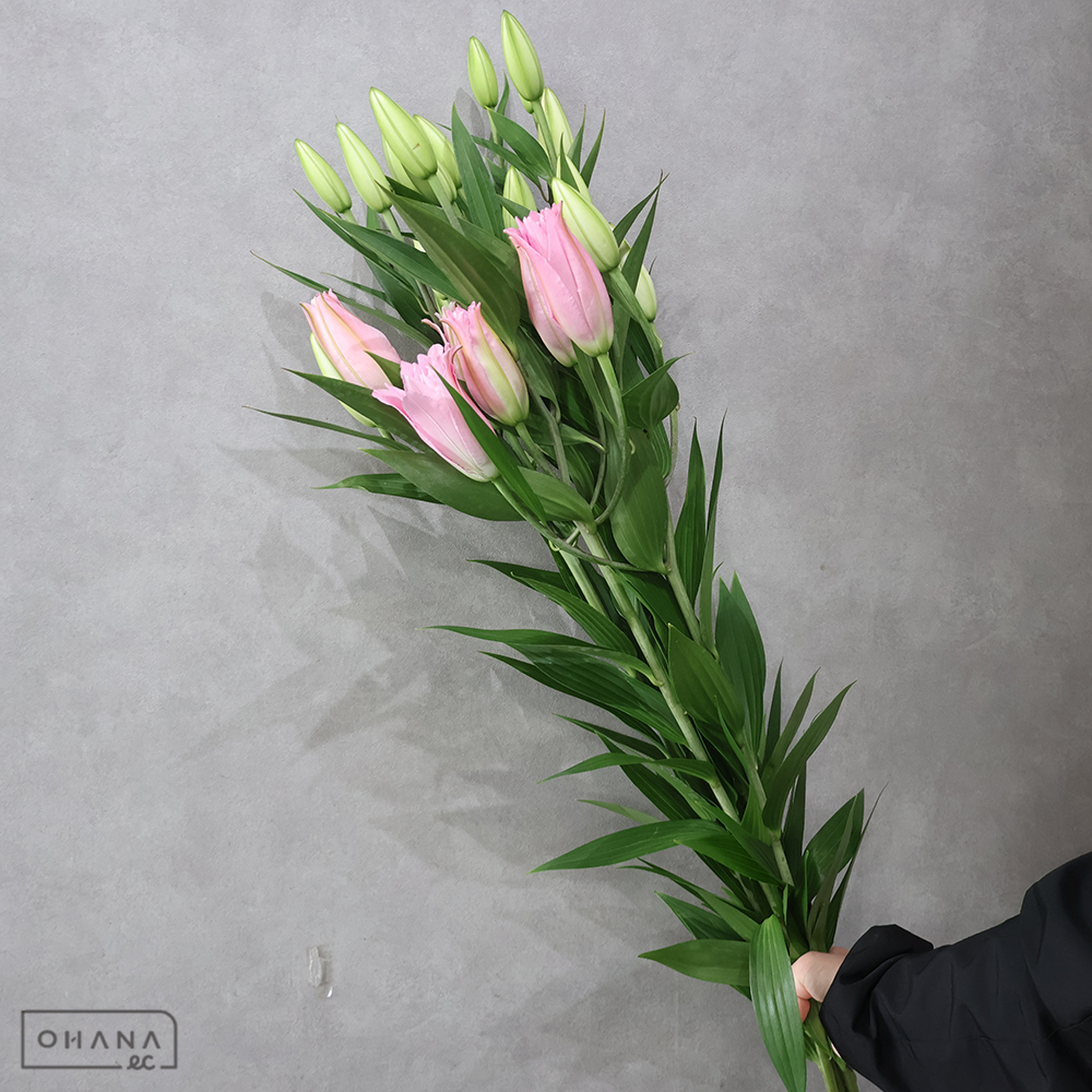 オリエンタルユリ　ＲＬダイアンサ 八重ピンク■発送時は75cm以下にカット