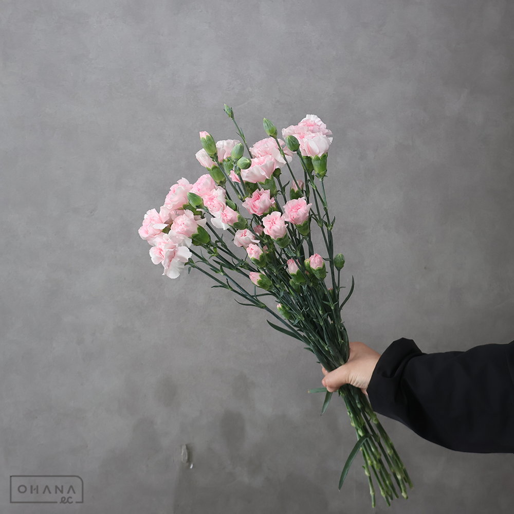 Ｓカーネ　ベビードール　特級 65cm