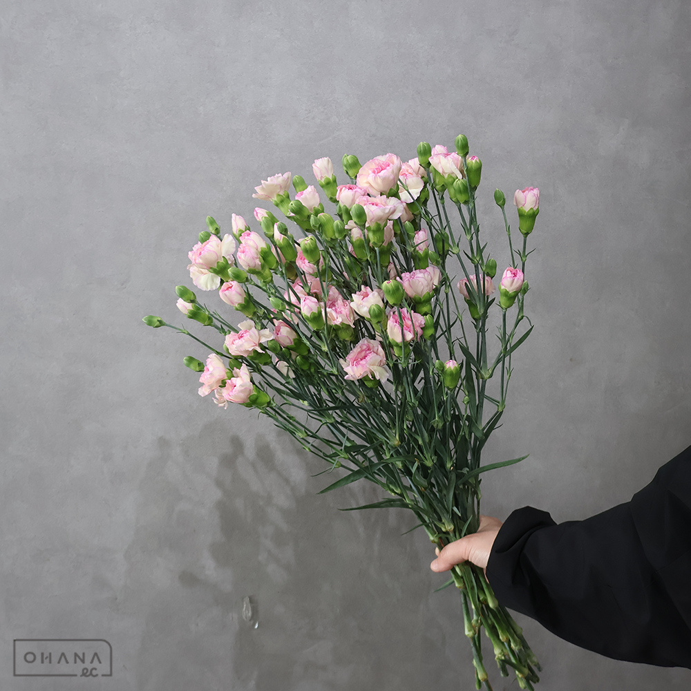 Ｓカーネ　テルミ　特級 65cm