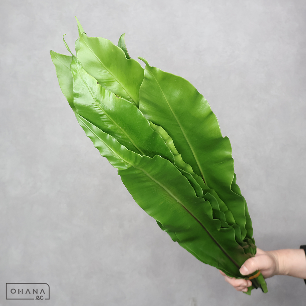 谷ワタリ　M 60-50