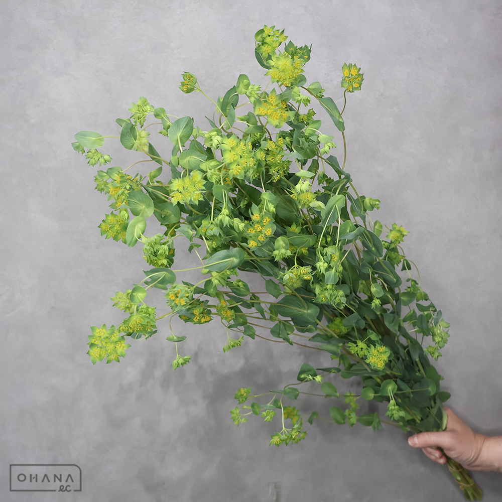 ブプレリューム　 70cm