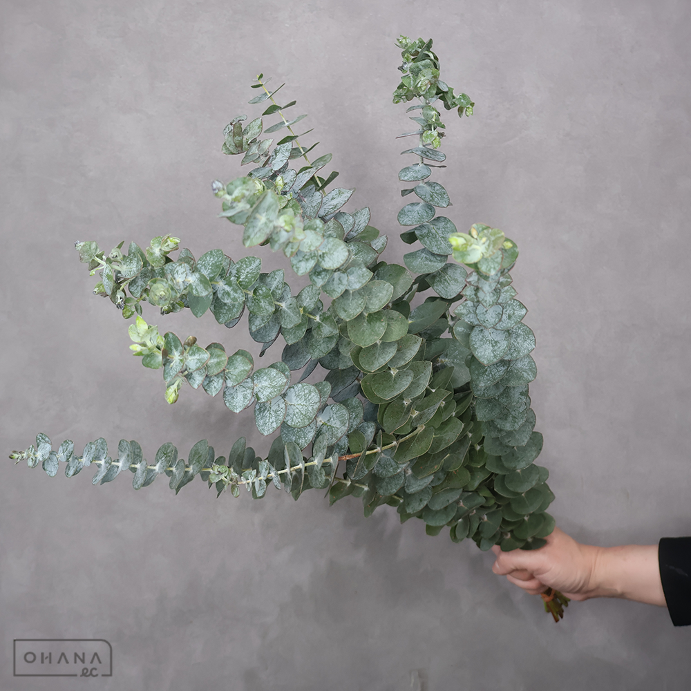 ユーカリ　銀世界　 60cm