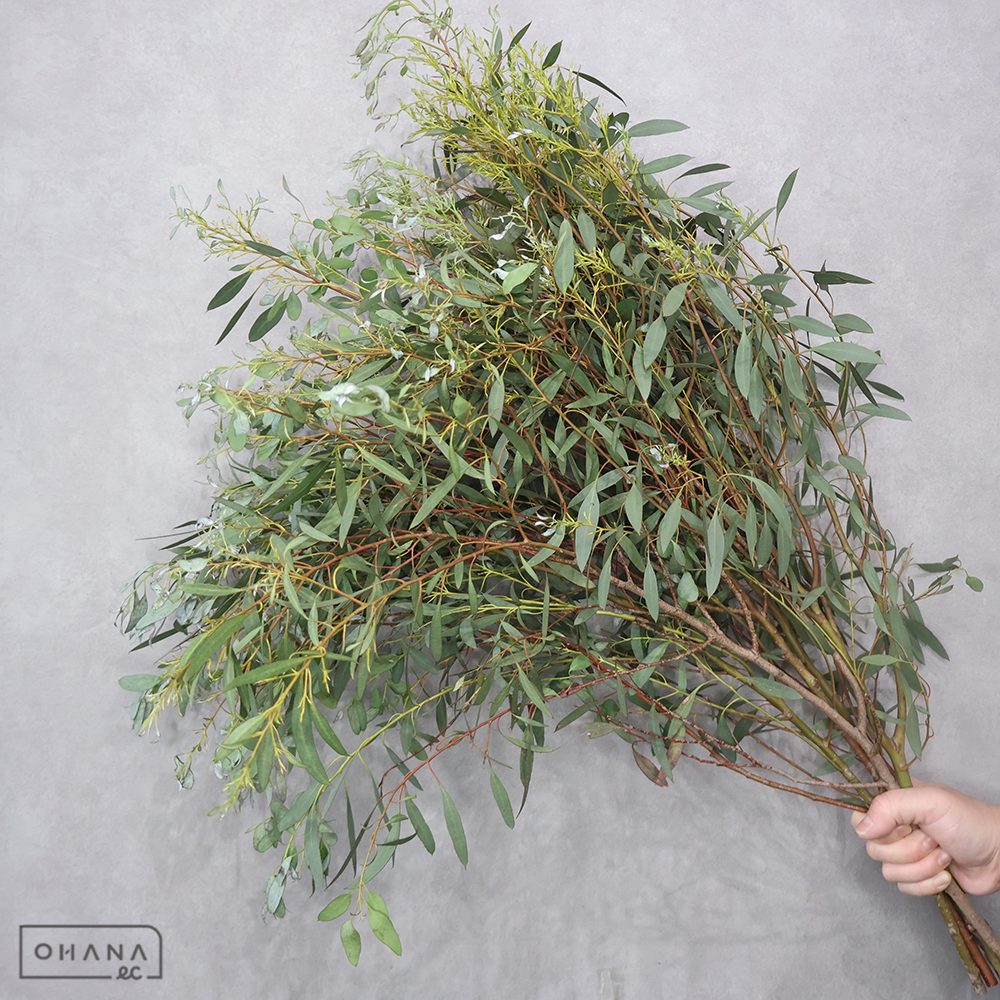 ユーカリ　グニー笹葉ユーカリ　 70cm