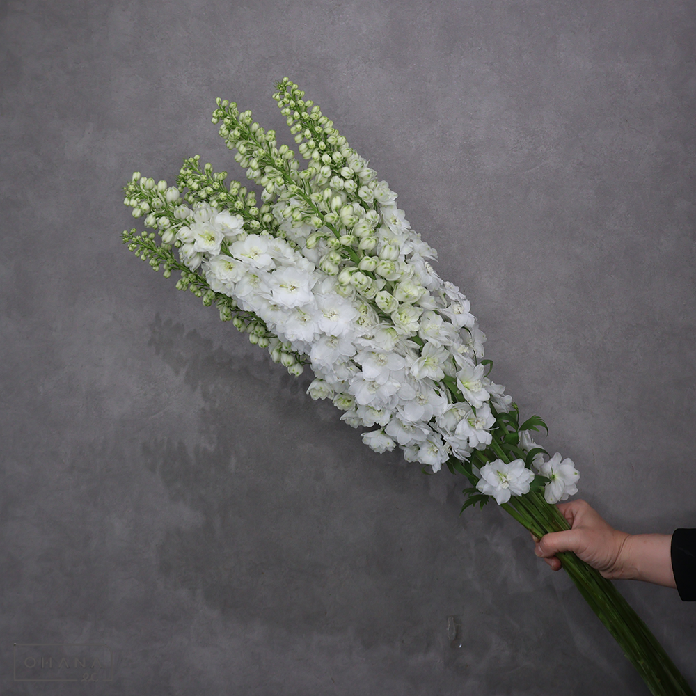 デルフィジャイアント白　ペガサス　秀 100cm  ■発送時は75cm以下にカット