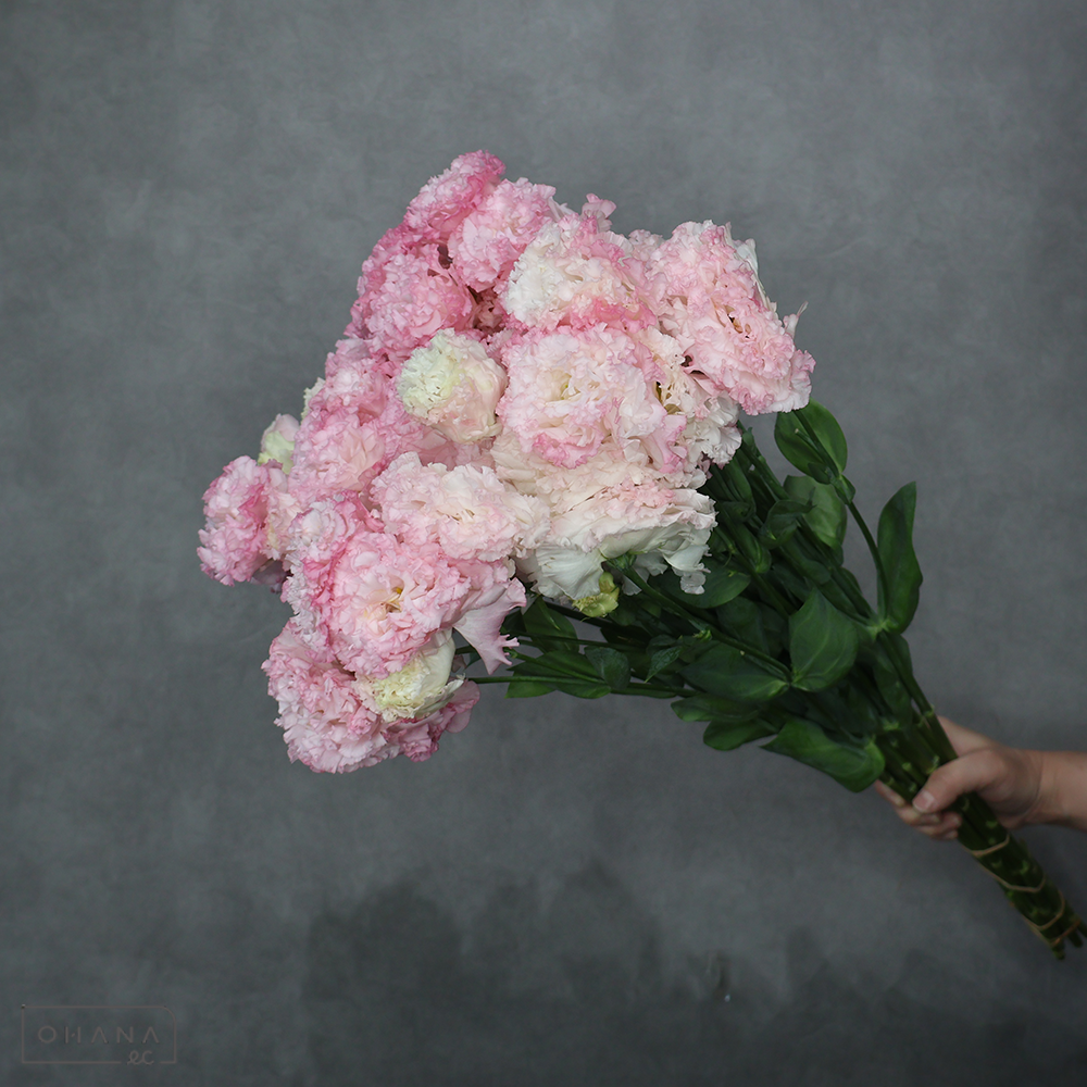 トルコキキョウピンク　ボヤージュライトピンク　AM 3-4輪