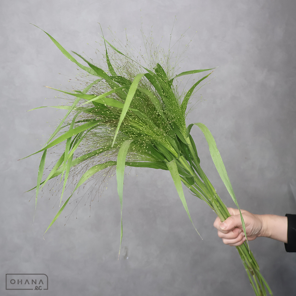 スモークグラス　秀 70cm