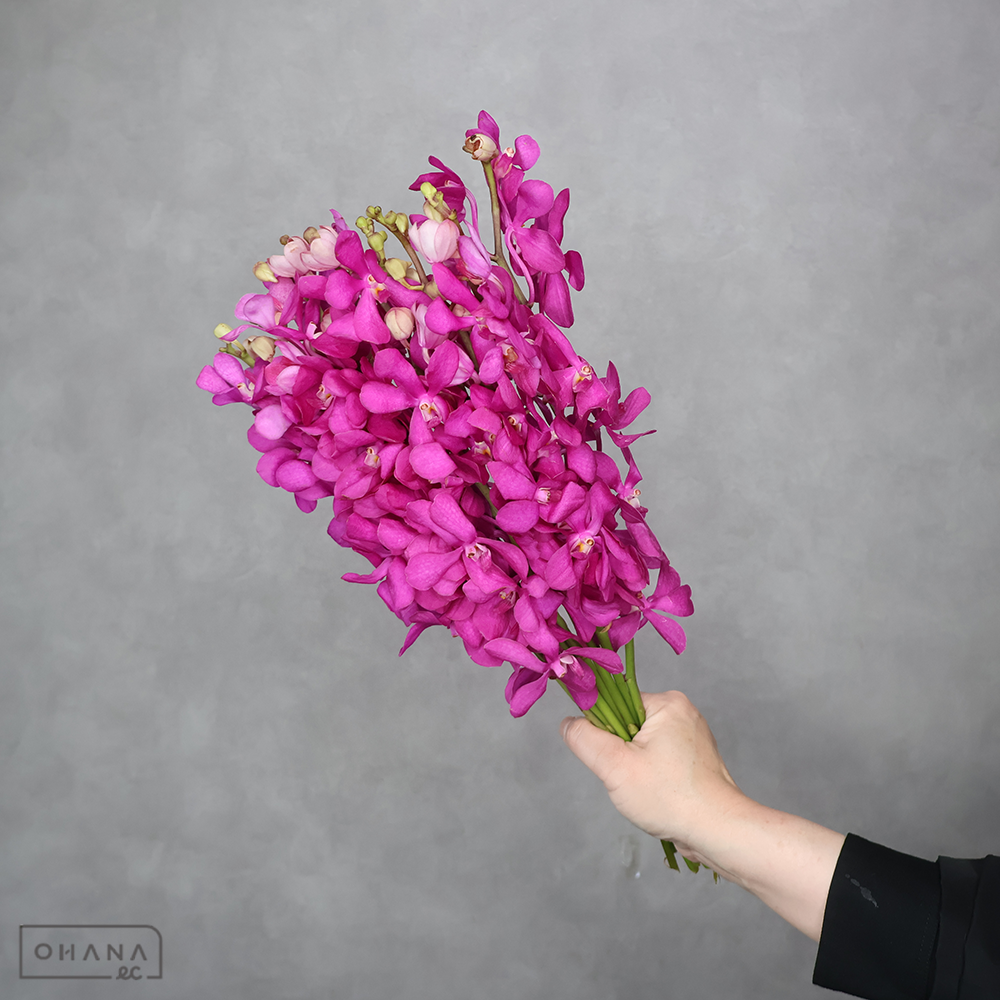 バンダモカラ　カリプソ　M