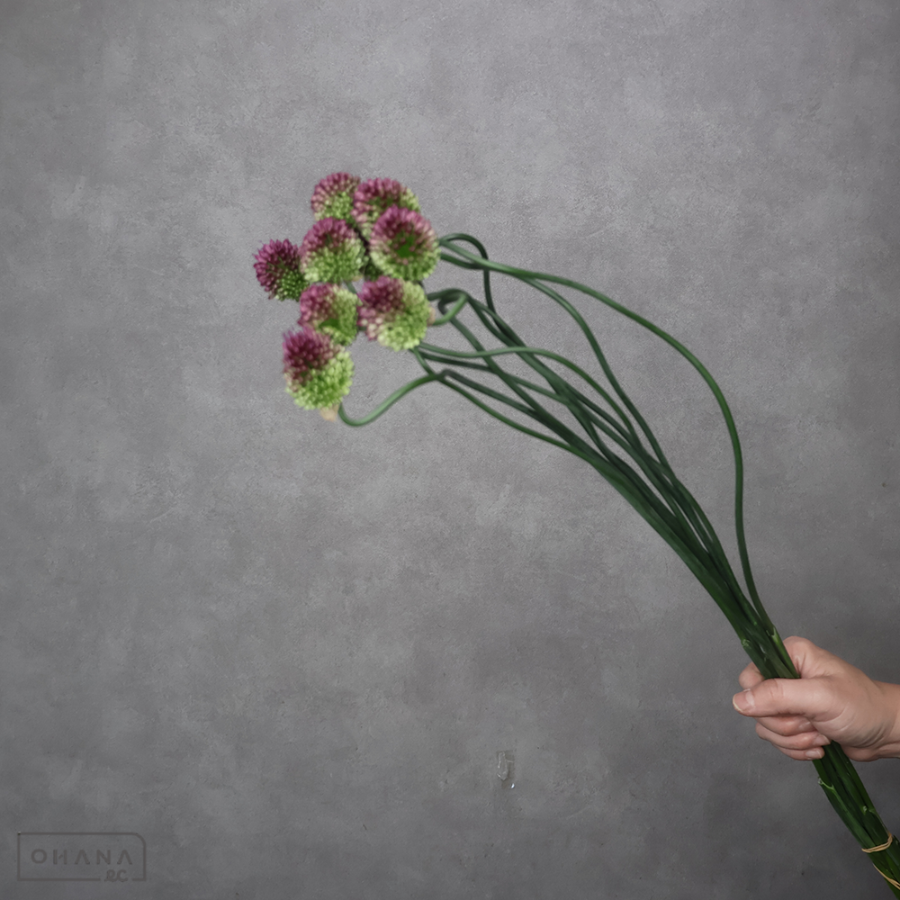 アリウム紫　丹頂アリウム　優 60cm 曲り