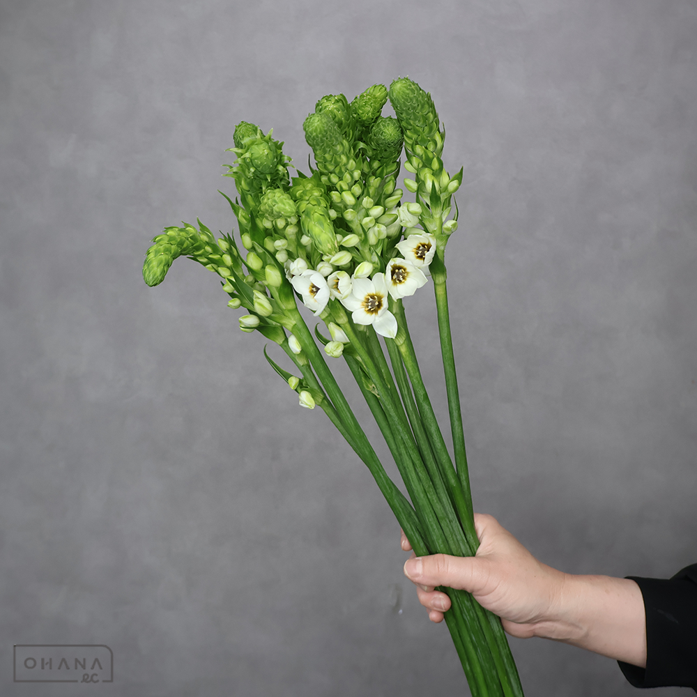 オーニソガラム　ホワイトスター　 60cm