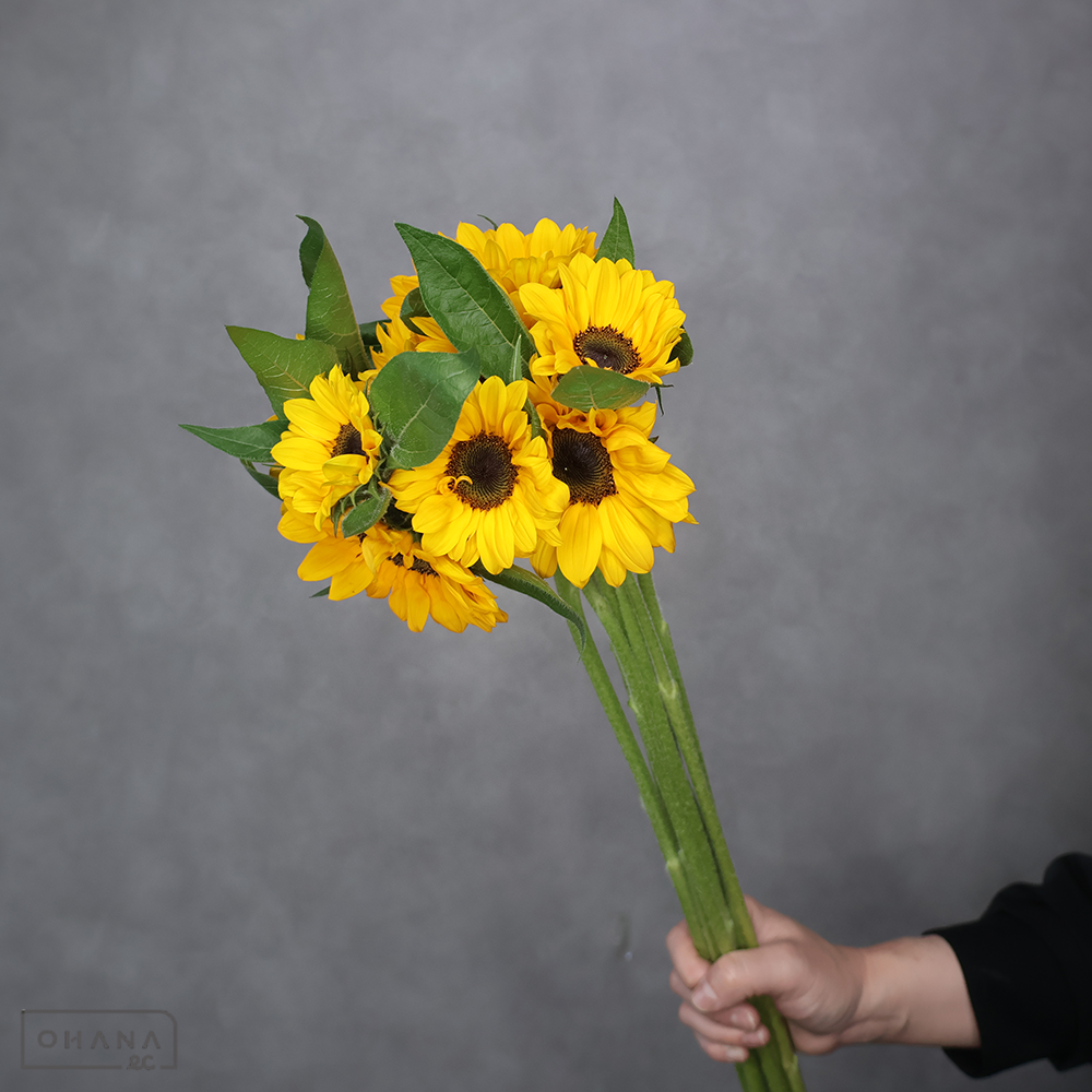 ヒマワリオレンジ　サンリッチバレンシア　 80cm ■発送時は75cm以下にカット