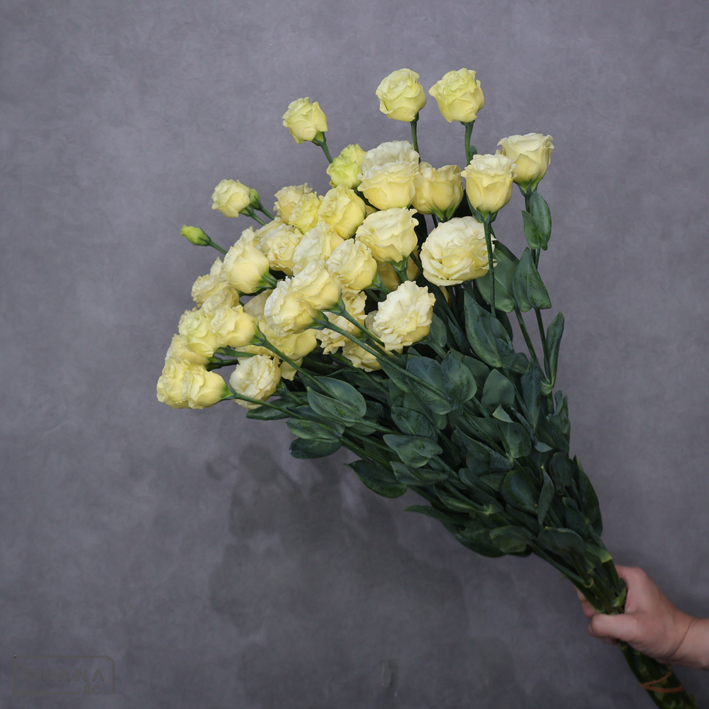 トルコキキョウ小輪黄　小夏ゴールド　 70cm 2輪～