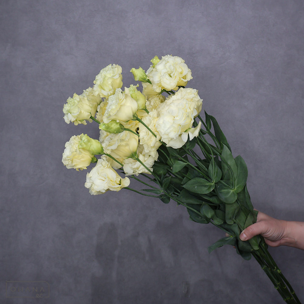 トルコキキョウ黄　セレブイエロー　秀2L 70cm