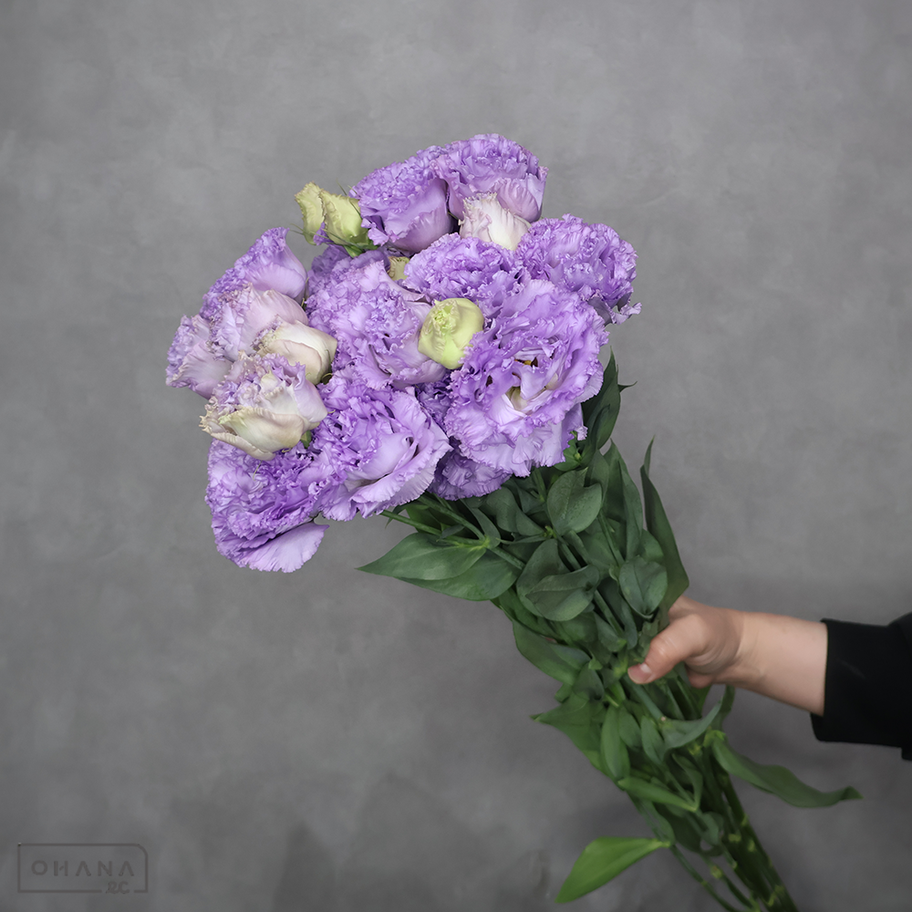 トルコキキョウ紫　プリマラベンダー　秀2L 70cm