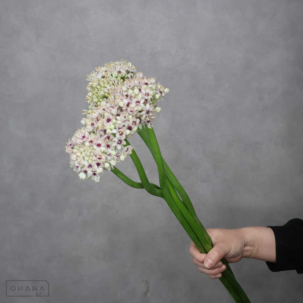 アリウム　シルバースプリング　 55cm  ※5本束