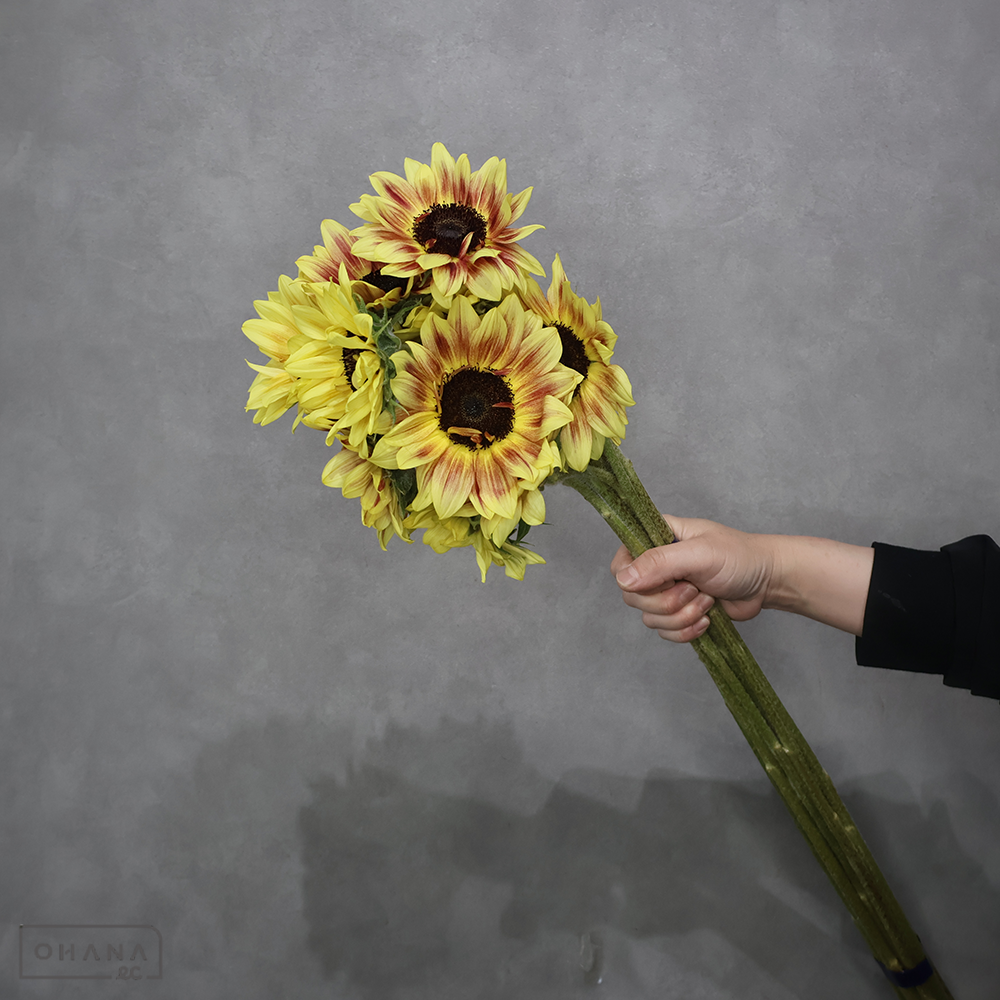 ヒマワリ　サンリッチライチＬＤ　秀 70cm 花10cm