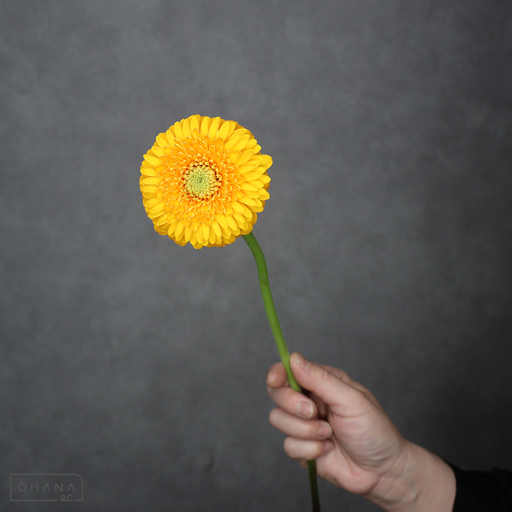 ガーベラ　ハニーデュー　優 30cm