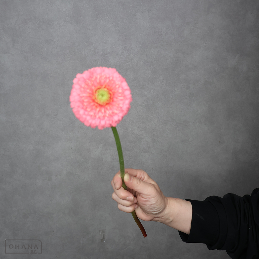 ガーベラ　キューピッド　優 30cm