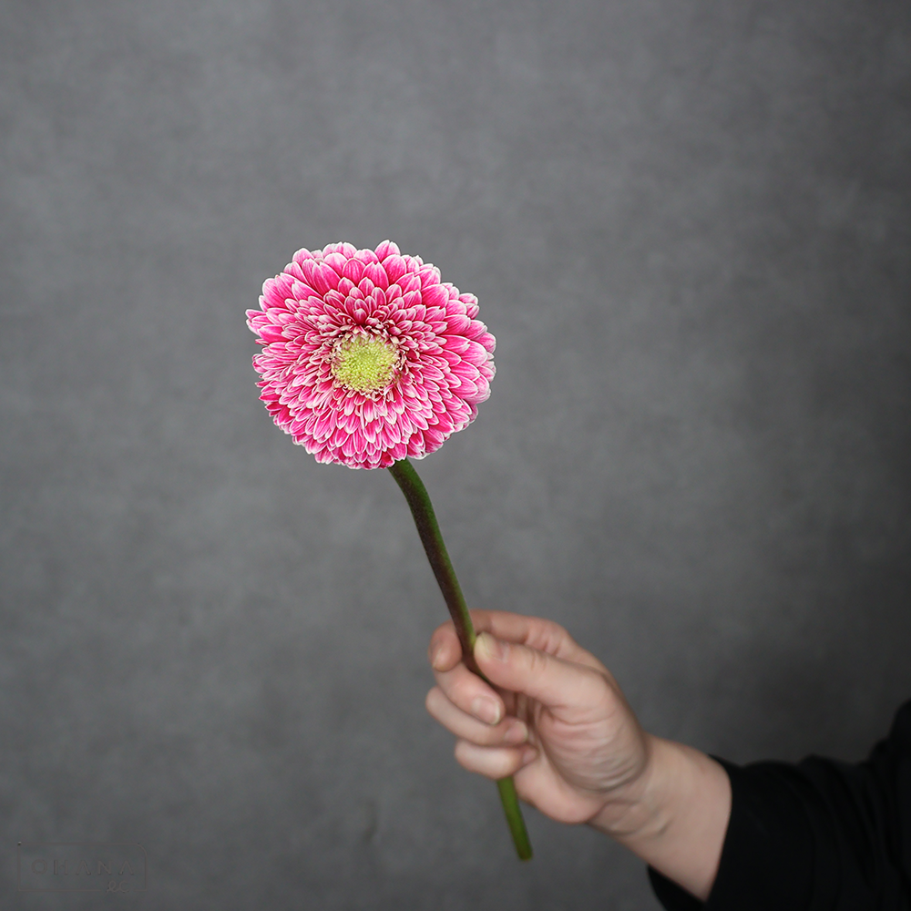 ガーベラ　ハデス　優 30cm