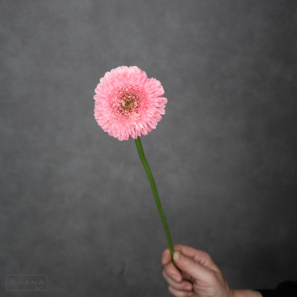 ガーベラ　ピギー　優 30cm