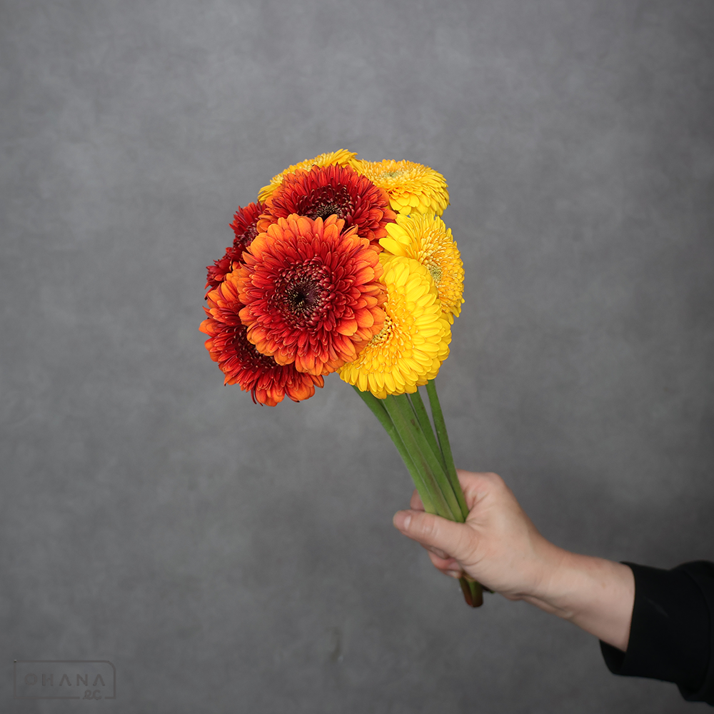 ガーベラ　ポンポン　①　優 30cm