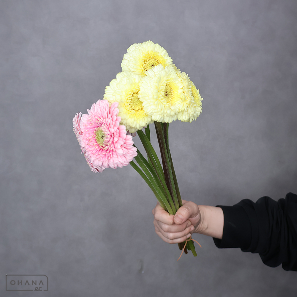 ガーベラ　ポンポン　②　優 30cm