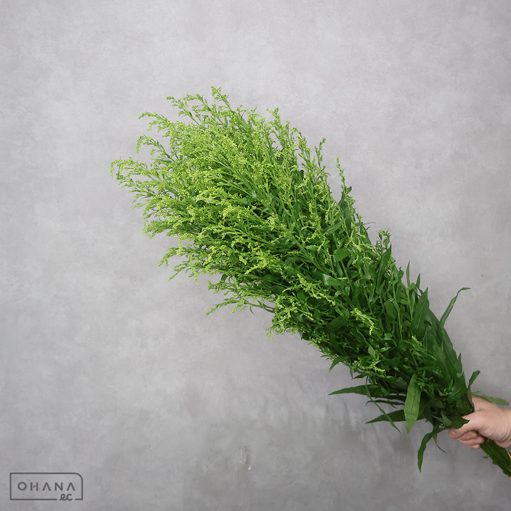 ソリダゴ　タラ　秀2L