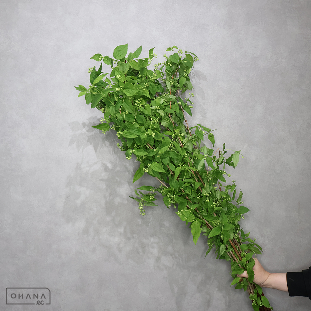 梅花ウツギ　秀 110cm ■発送時は75cm以下にカット