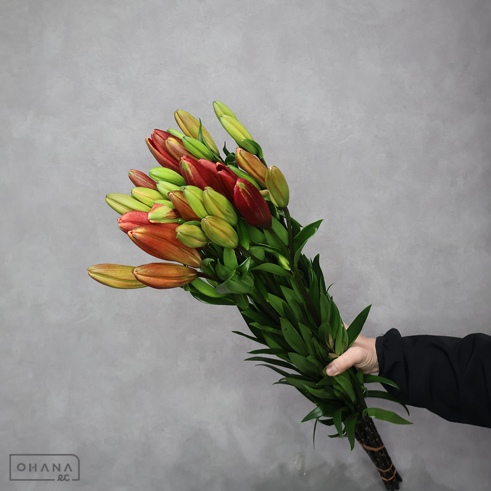 ＬＡユリ赤　ブエルタ　 80cm 3輪