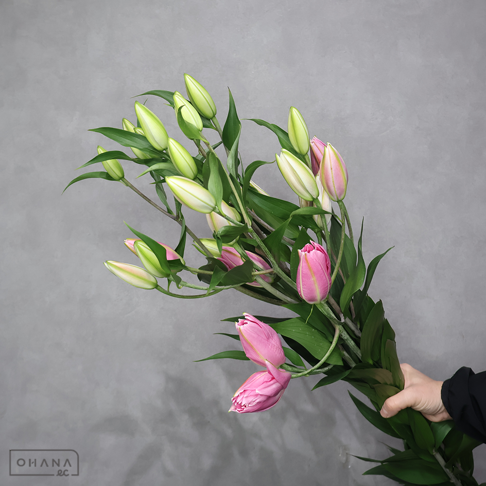 オリエンタル八重　カダンゴ　秀 90cm 5輪  ※5本束