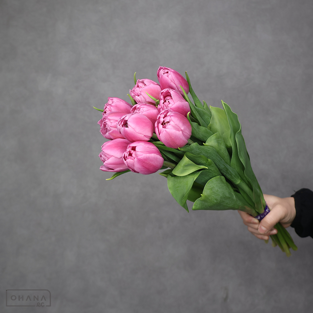 チューリップ八重　ピンク　ドレッシング　秀2L