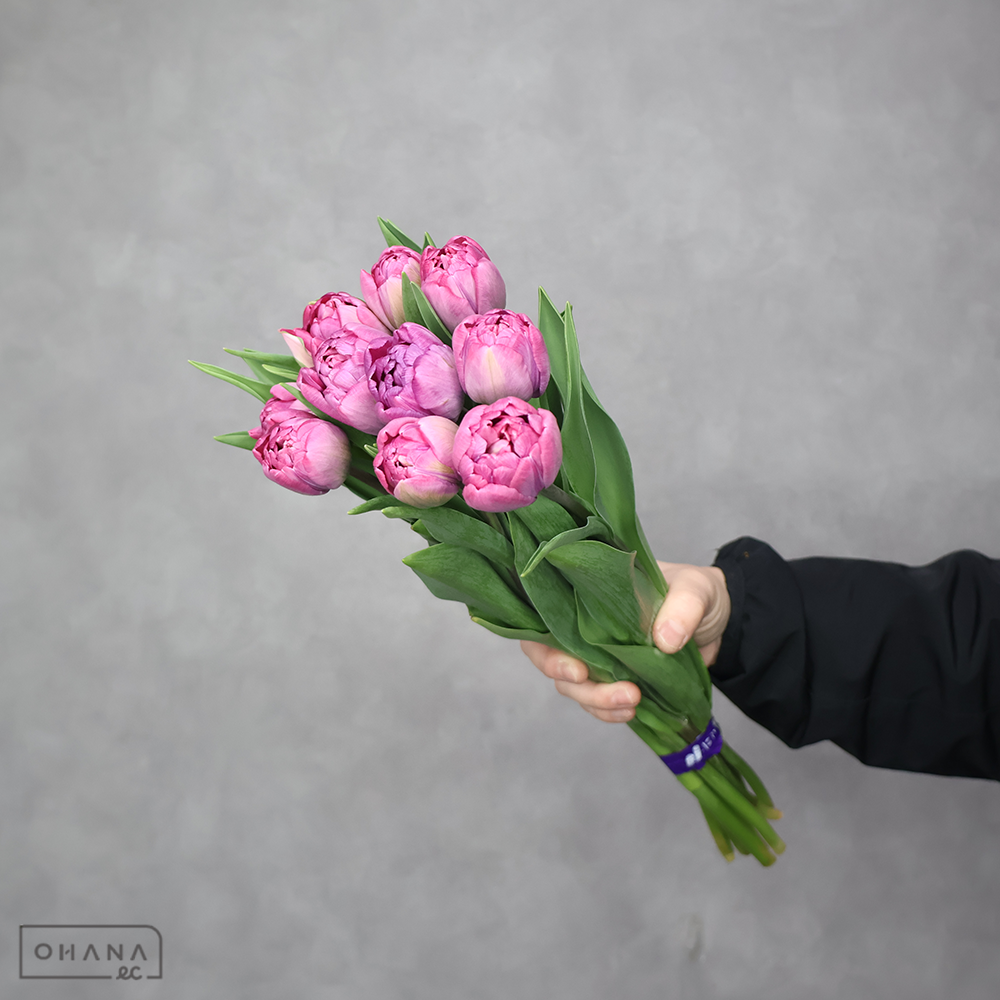 チューリップ八重　ピンク　ロージーダイヤモンド　秀2L