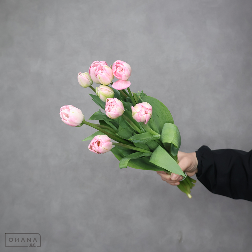 チューリップ八重　アップスター　秀2L