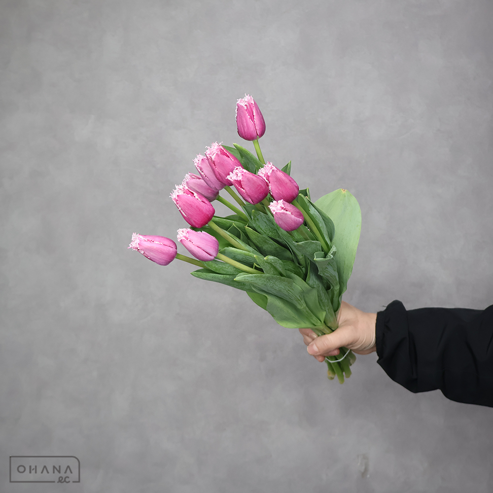 チューリップ複色　サンステファノ　秀2L