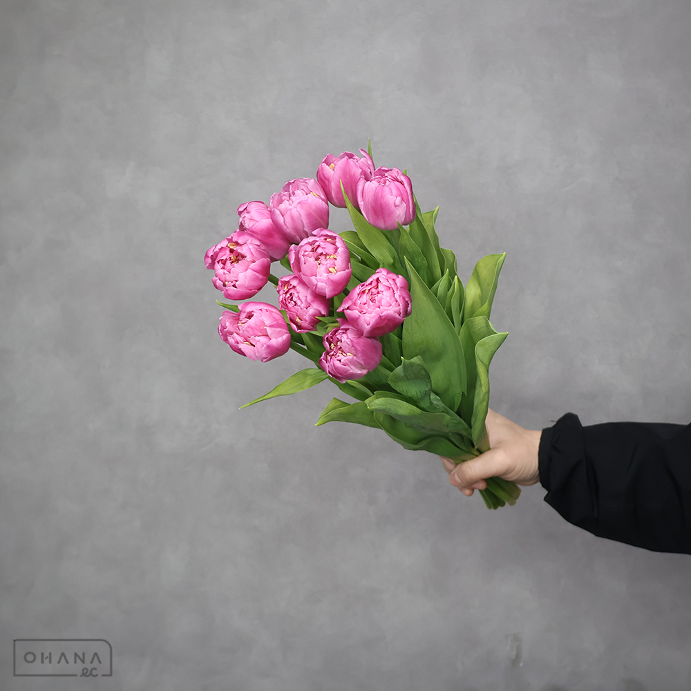 チューリップ八重　ピンク　マイトレッセ　秀2L