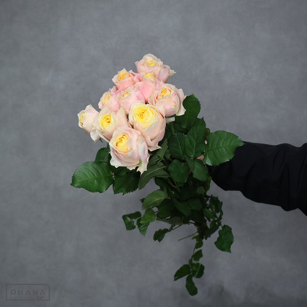 バラ複色　セントピーターズパーク　秀 50cm