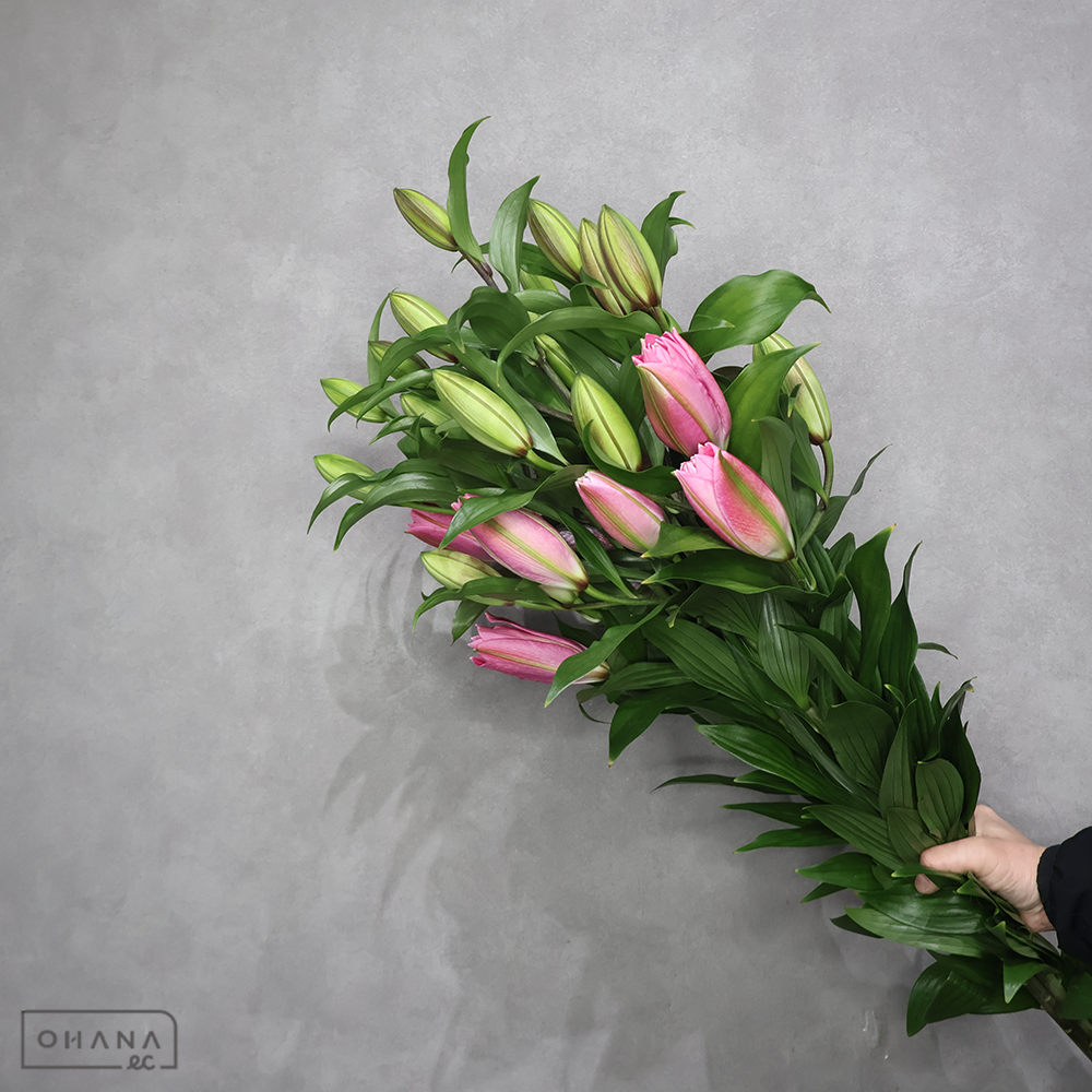 オリエンタル八重　ラッキーショット　秀 70cm 4-7輪 ※5本束