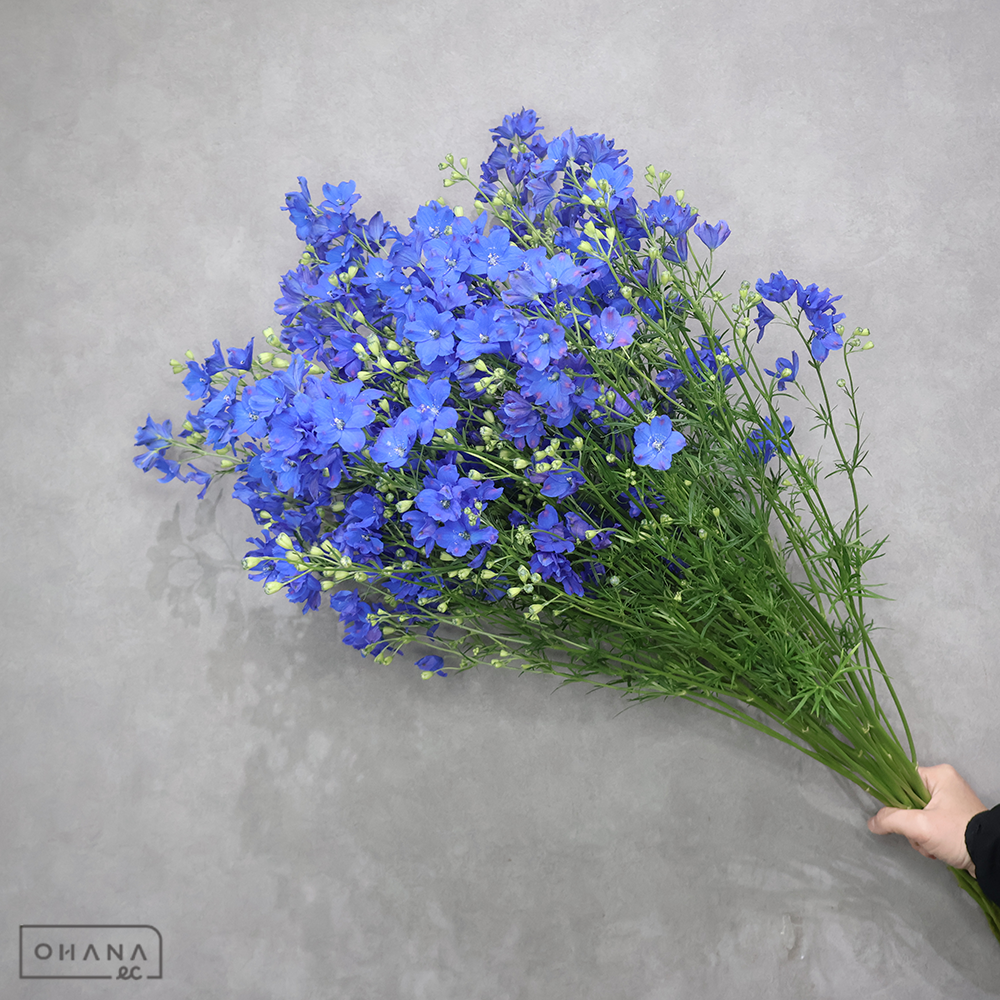 デルフィシネンシス青　スーパーグランブルー　秀 80cm ＳＰ  ※6本束