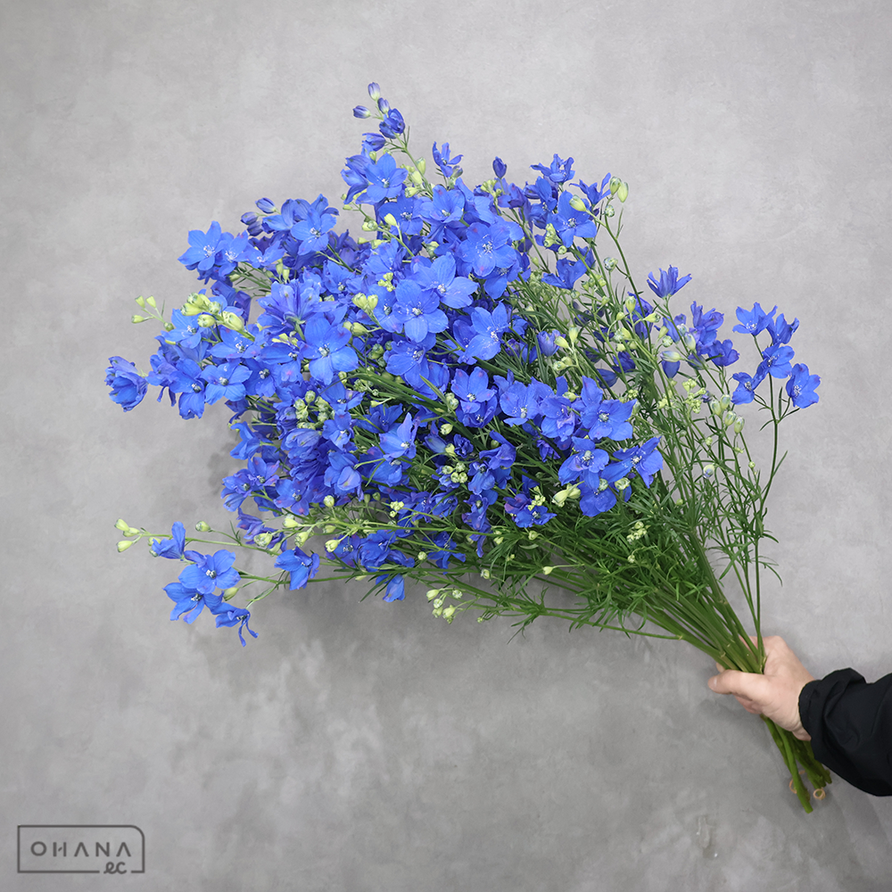 デルフィシネンシス青　スーパーグランブルー　秀 70cm ＳＰ