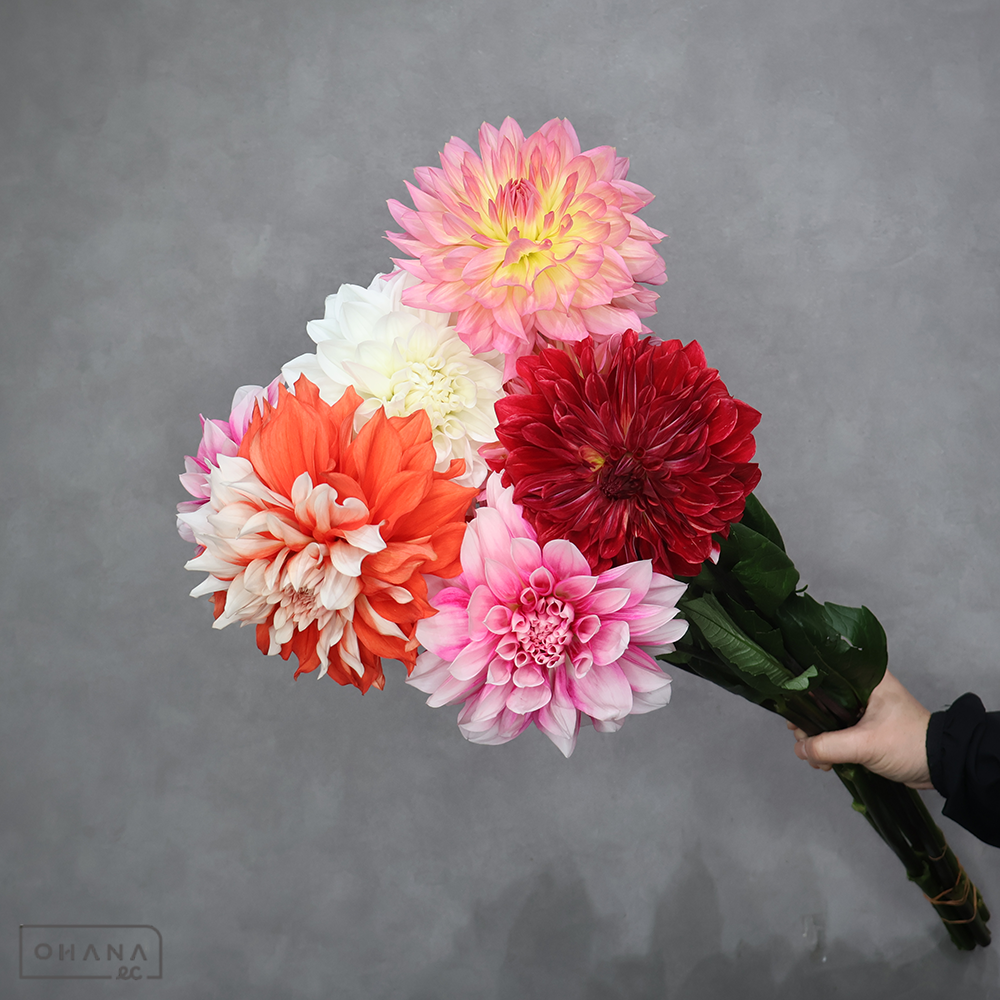 ダリア　混合　秀優 60cm  ①　※7本束