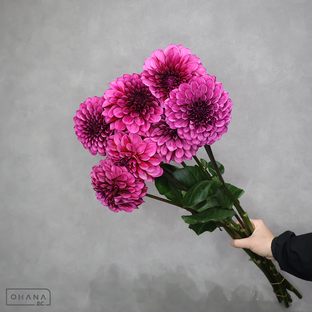 ダリア　混合　秀優 60cm  ② 　※7本束