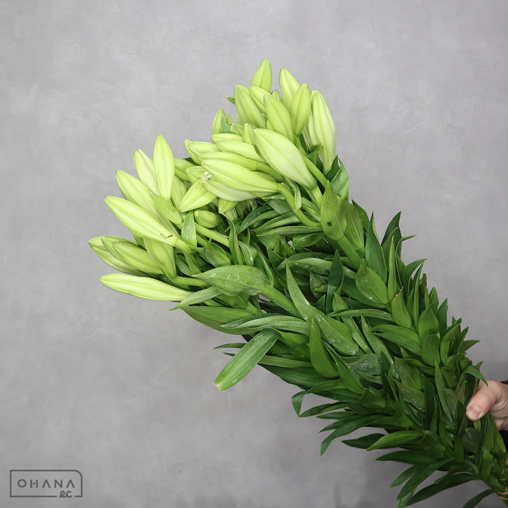 鉄砲百合　エンゼルホルン　秀 Ｍ 3～4輪