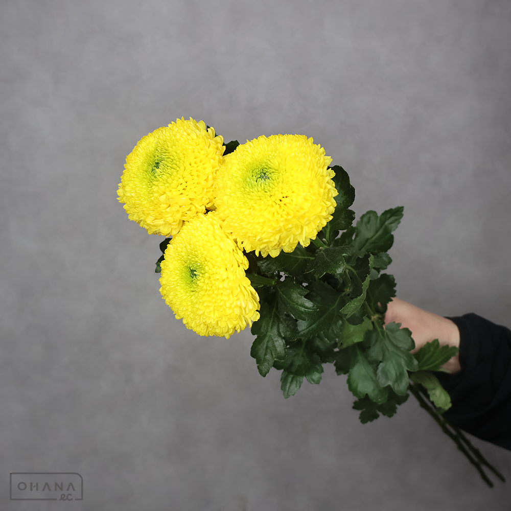 ピンポンマム　パデル　 ■発送時は75cm以下にカット