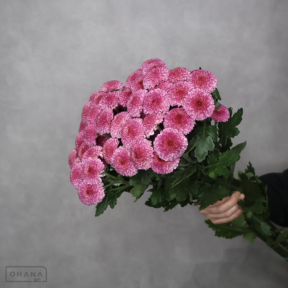 ピンポンマム　ドロップショット ■発送時は75cm以下にカット