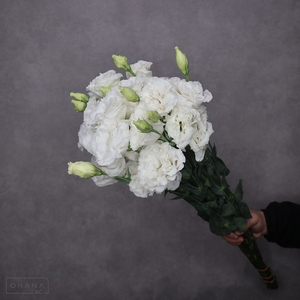 トルコキキョウ　セレブクリスタル　秀 ２輪 70cm