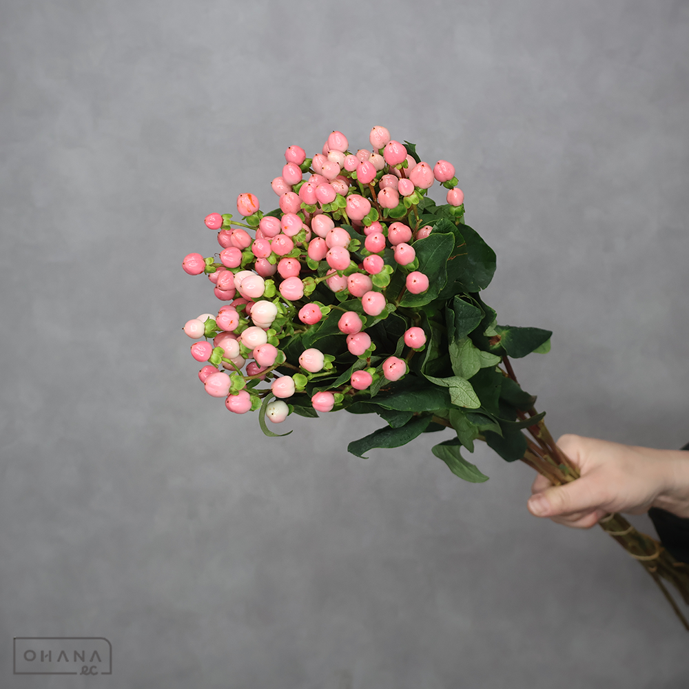 ヒペリカム　ココカジノ　 70cm