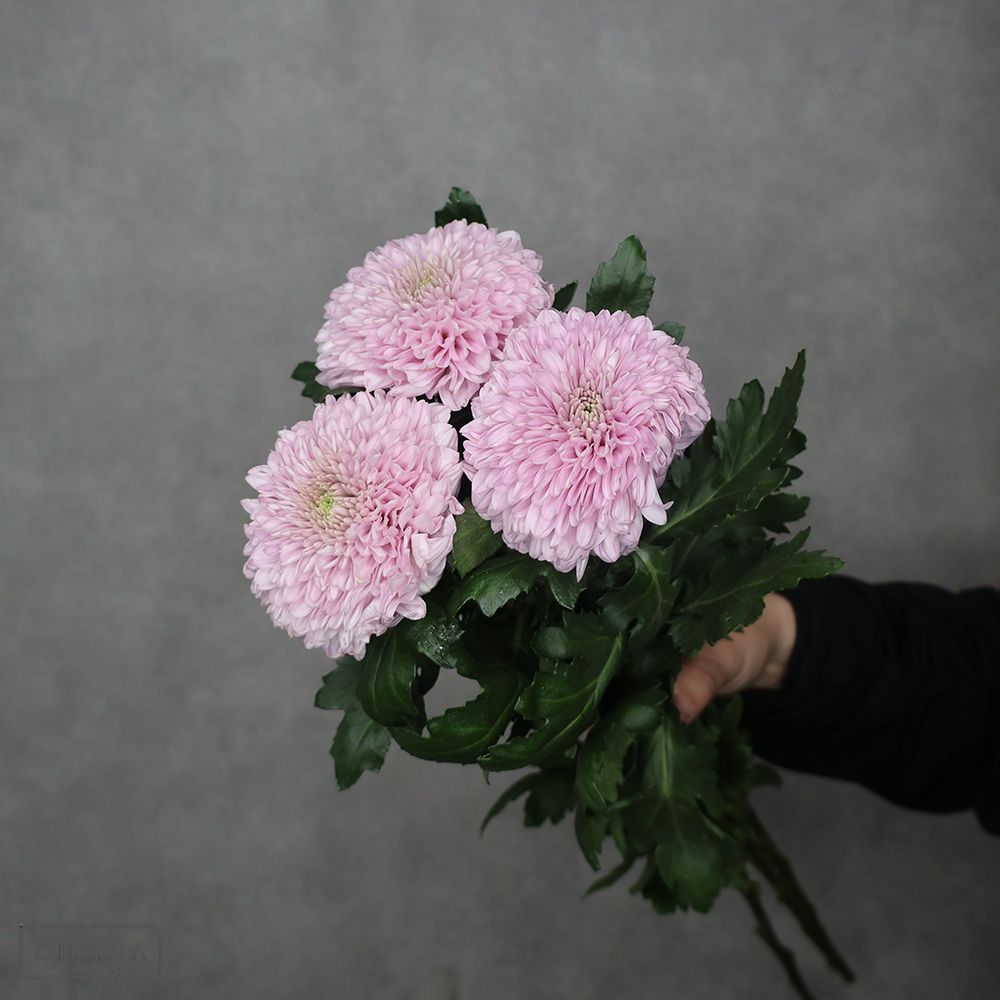 ディスバッドマム　プレイタイム　 ■発送時は75cm以下にカット