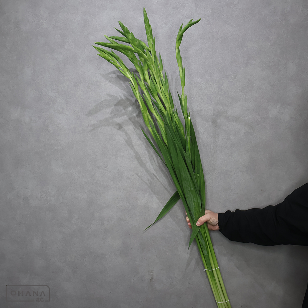 グラジオラス　ソフィ　秀 110cm ■発送時は75cm以下にカット